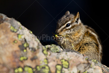 Chipmunk eating nut on rock