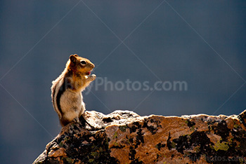 Chipmunk standing on rock under sunlight