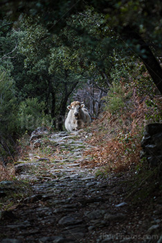 Cow standing in forest