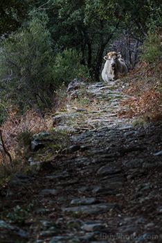 Vache sur sentier en nature