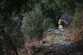 Cow on path with trees