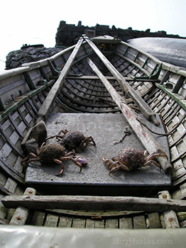 Crabes avec des rames dans un bateau en Irlande