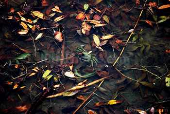 Crab underwater with leaves floating