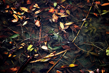 Crabe sous l'eau avec des feuilles qui flottent