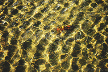 Crabe dans eau avec vagues et reflets