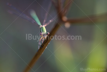 Photo: Damselfly Looking 001