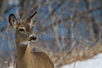 Deer in Winter on snowy ground