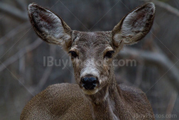 Deer portrait in forest in Zion Park