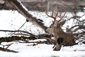 Deer sitting on snow in Yosemite Park