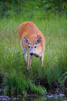 Deer looking and drinking in creek in meadow