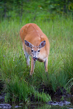 Biche tire la langue et boit dans ruisseau