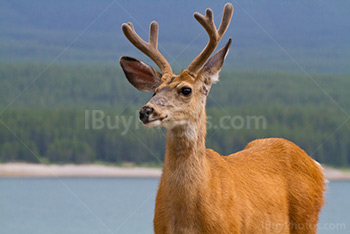 Jeune cerf mâle devant un lac et une forêt, Kananaskis