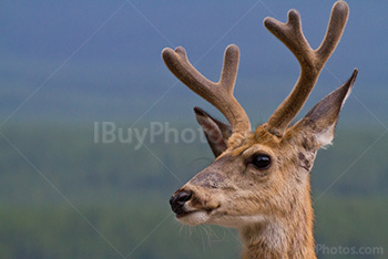 Deer portrait with antlers in Alberta
