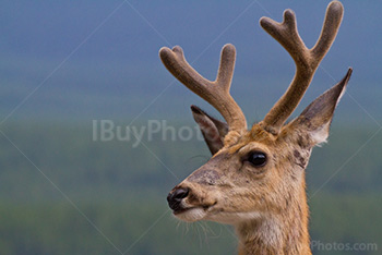 Portrait de jeune cerf avec ses bois en Alberta