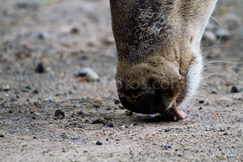 Deer tongue licking ground