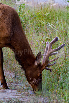 Male deer with antlers eating grass