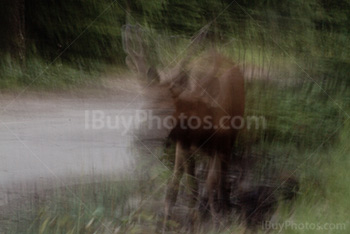 Deer walking with photographic effect