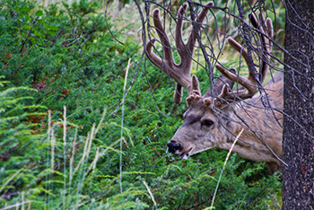 Jeune cerf avec ses bois en train de manger