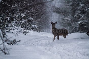 Deer in snow in woods in Winter in Canadian forest