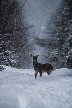 Deer in snowy forest in Winter in Canada