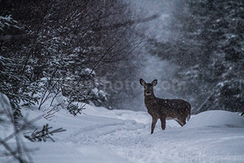 Deer in snow in forest in Winter on trail