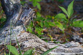 Blue dragon fly on stump with leaves