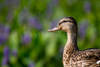 Portrait de canard dans un étang, fleurs en fond flou