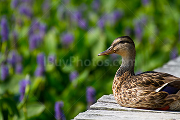 Duck seating on wooden jetty with blurry flowers on background