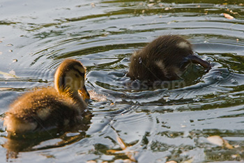 Baby ducks in water in pond