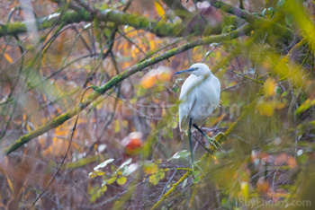 Photo: Petite Aigrette 002