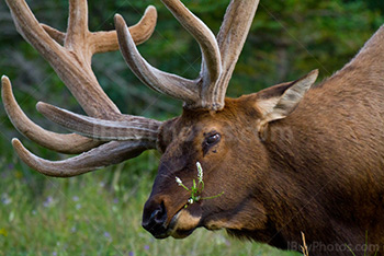 Elk eating plant in meadow in Alberta
