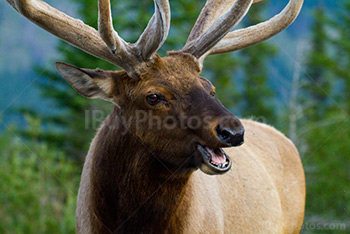 Grand wapiti adulte avec ses bois et la bouche ouverte dans parc de Banff