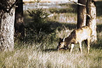 Young elks eating in meadow in Alberta