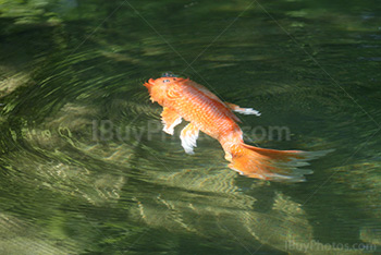 Red koi fish in water