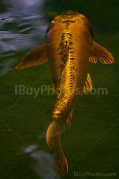 Golden koi fish swimming in pond water