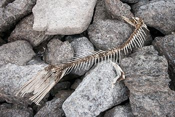 Fish skeleton with fins on rocks