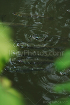 Fishes in river breathing at surface