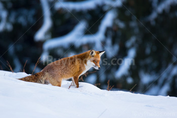 Photo: Fox Snow 001