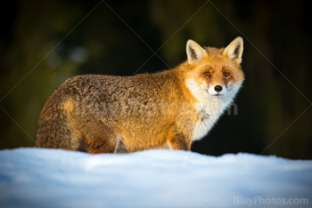 Photo: Neige Renard 002