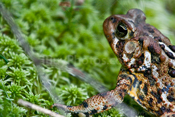 Grenouille sur de la mousse, crapaud dans herbe