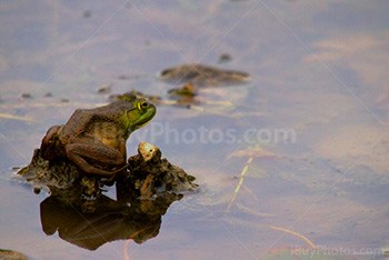 Frog on rock with water reflection