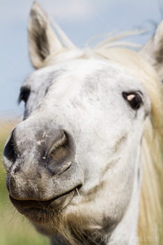 Photo: Funny Horse Face 001