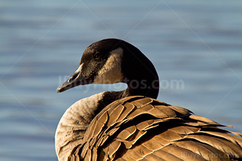 Portrait d'oie avec eau en arrière plan