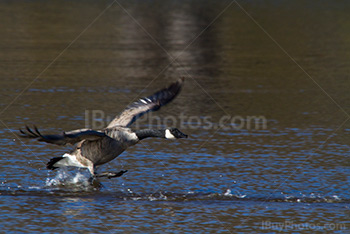 Goose landing on water in lake