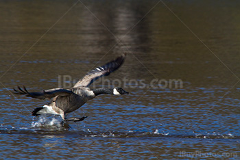 Oie attérit sur l'eau du lac