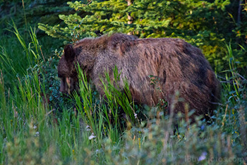 Grizzli qui mange baies sauvages dans parc de Jasper