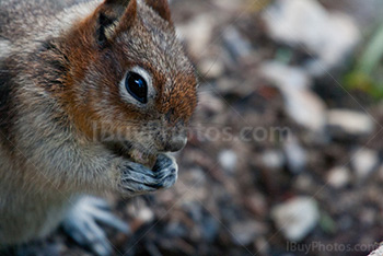 écureuil tient une noix en gros plan