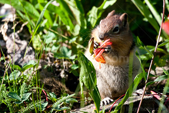 Squirrel eating flower while standing up
