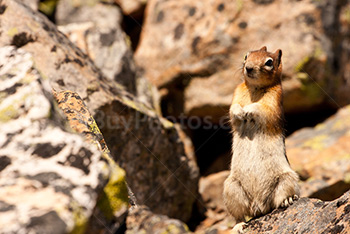 Squirrel standing and looking on rock and putting hands together