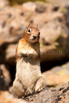 Squirrel standing on rock, inclining head and putting hands together